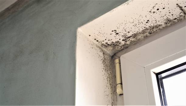 Best Asbestos and Lead Testing During Mold Inspection  in Pinconning, MI