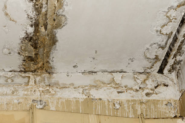 Mold Documentation for Insurance Claims in Pinconning, MI
