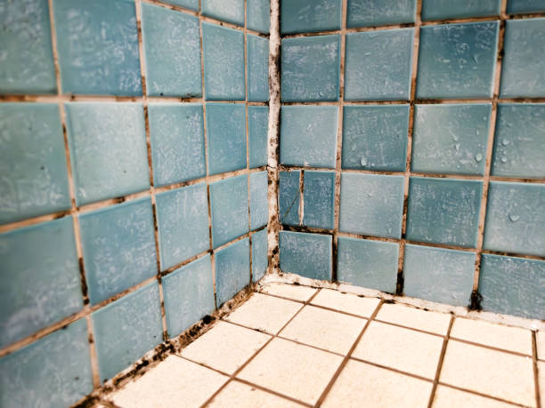 Best Biohazard Mold Removal  in Pinconning, MI