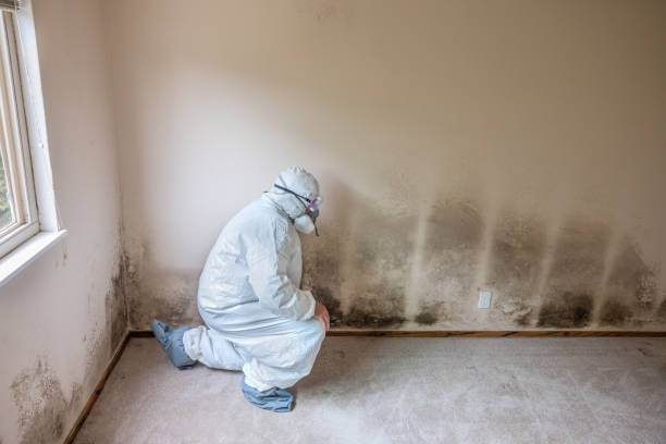Biohazard Mold Removal in Pinconning, MI