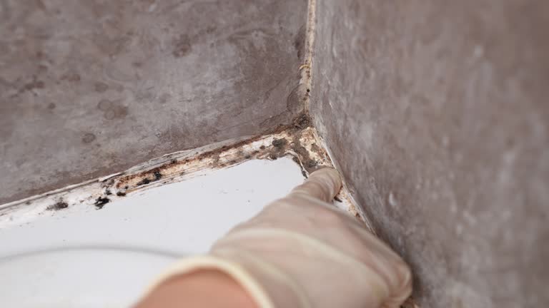 Best Emergency Mold Remediation  in Pinconning, MI