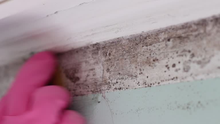 Best Emergency Mold Remediation  in Pinconning, MI